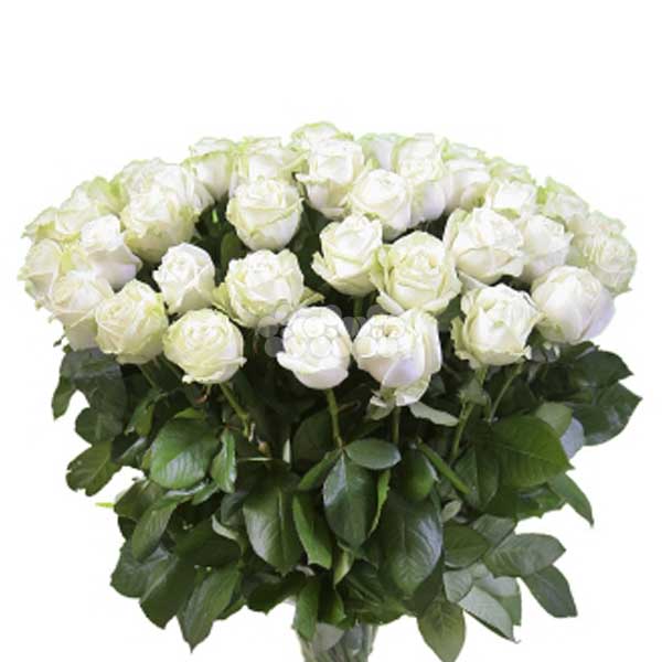 BUNCH OF 50 WHITE ROSES - Rose Arrangements - in Sri Lanka