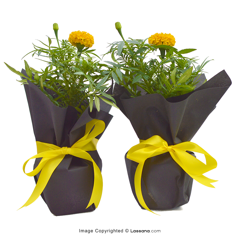 MARIGOLD YELLOW POTTED FLOWERING PLANTS PACK OF 2 - Flowering Plants - in Sri Lanka