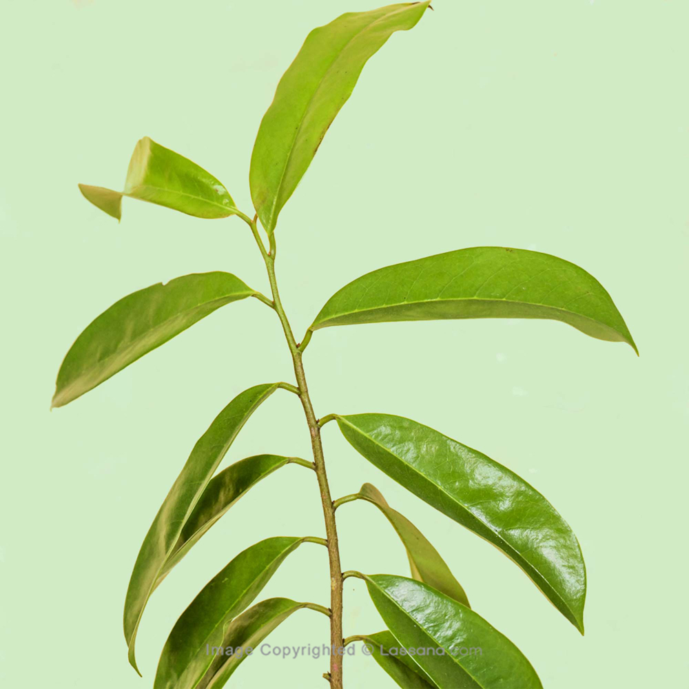 SOURSOP PLANT - (KATU ANODA) - Fruit Plants - in Sri Lanka