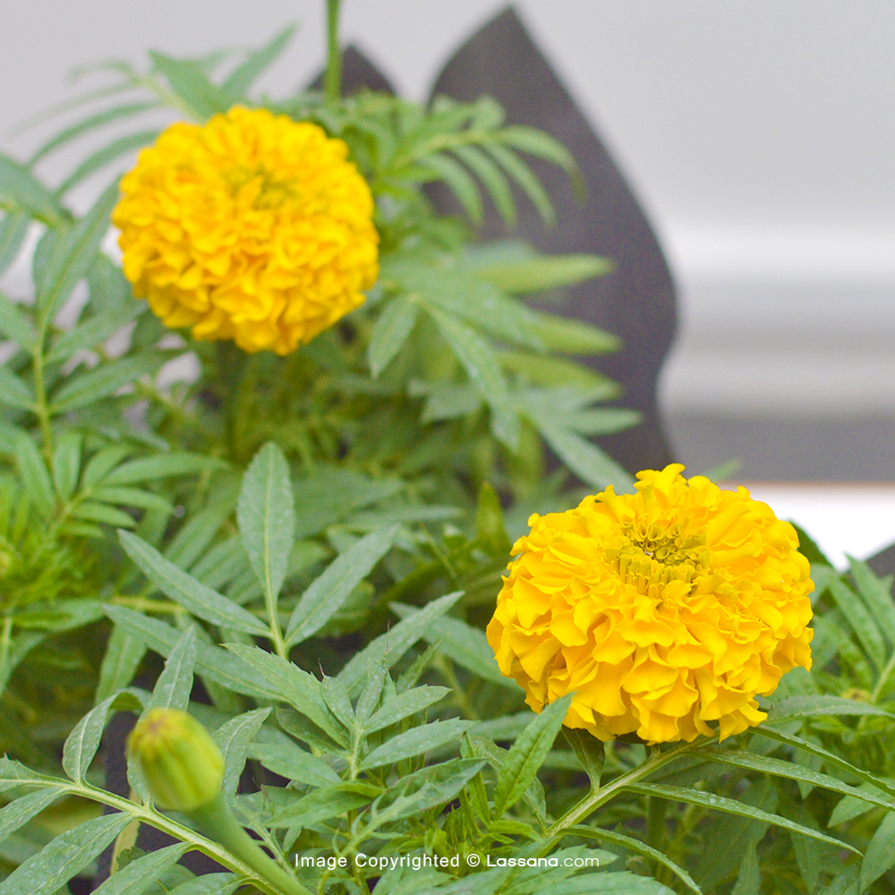 MARIGOLD YELLOW POTTED FLOWERING PLANTS PACK OF 2 - Flowering Plants - in Sri Lanka