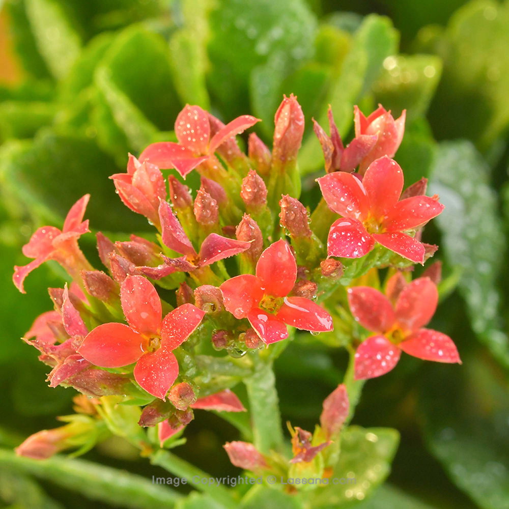 RED KALANCHOE POTTED PLANT - Flowering Plants - in Sri Lanka