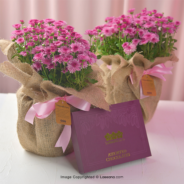 CHRYSANTHEMUM PLANTS COMBO PACK - Assorted Gift Packs - in Sri Lanka