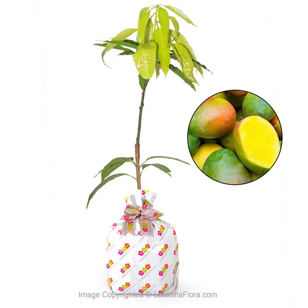 MANGO PLANT - (VILAD) - Fruit Plants - in Sri Lanka