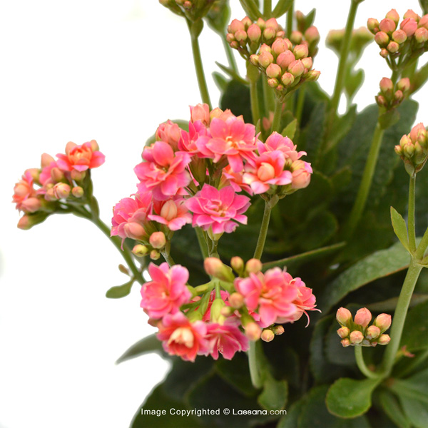 ASSORTED DOUBLE PETAL KALANCHOE PLANT PACK - 2 - Flowering Plants - in Sri Lanka
