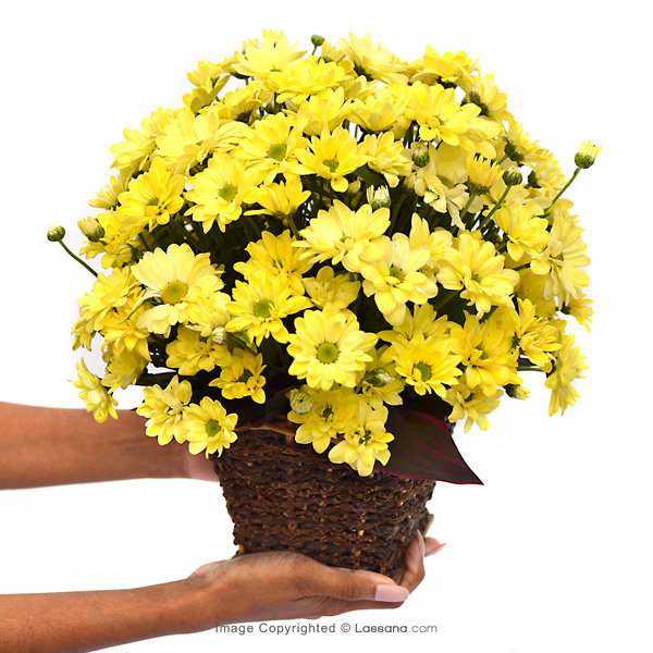 HAPPY DAYS - Exotic Chrysanthemums - in Sri Lanka