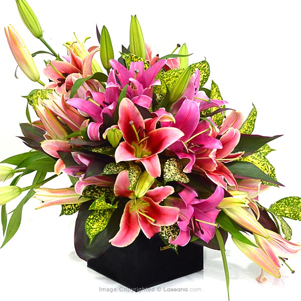 PINK CONFETTI ( PINK LILIES ) - Lovely Lilies - in Sri Lanka