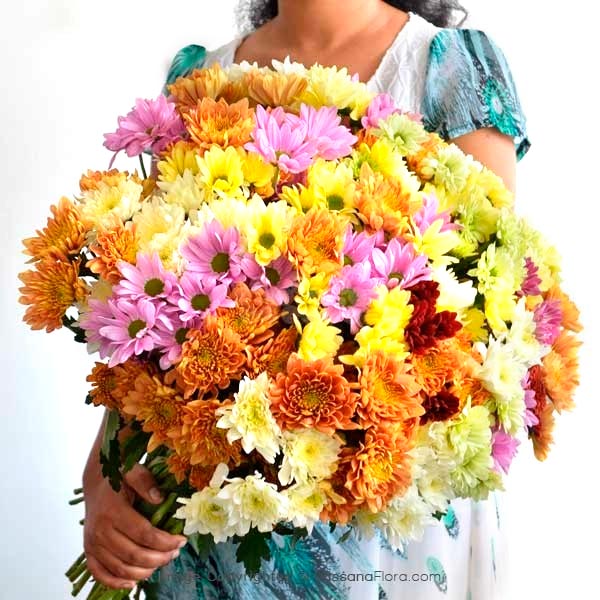 50 STEMS OF CHRYSANTHEMUM - Exotic Chrysanthemums - in Sri Lanka