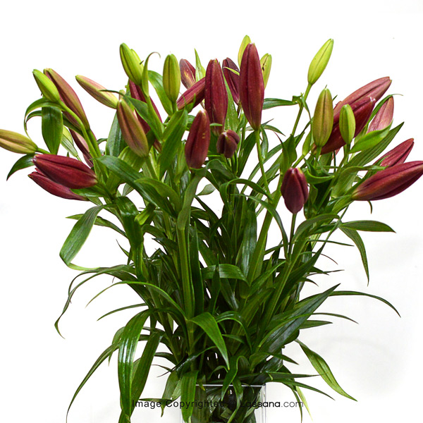 HAPPIEST HOLIDAYS - Lovely Lilies - in Sri Lanka