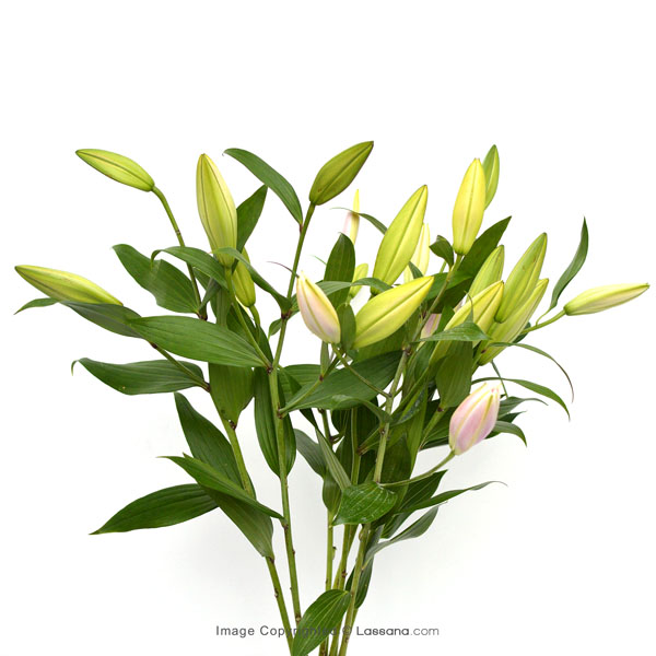 BUNCH OF SUMMERSET LILIES (5 Stems of Pink Lilies) - Lovely Lilies - in Sri Lanka