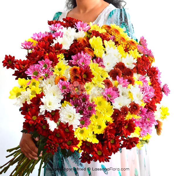 100 Stems Of Chrysanthemum Lassana Com Online Shop