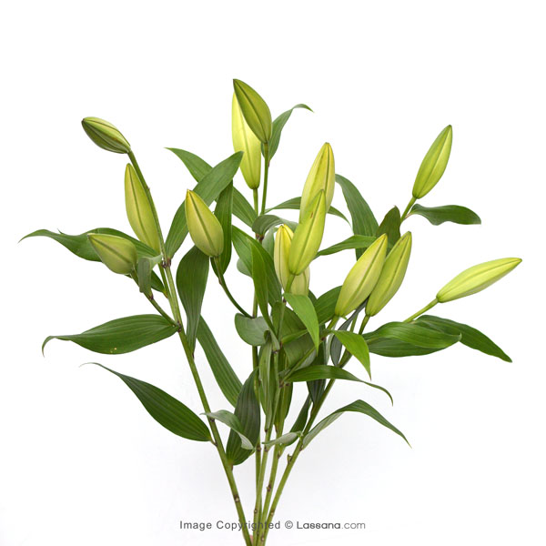 BUNCH OF WHITE LILIES (5 STEMS) - Lovely Lilies - in Sri Lanka
