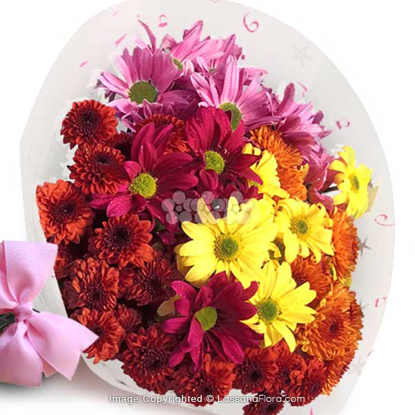 CHARMING PRINCESS - Exotic Chrysanthemums - in Sri Lanka