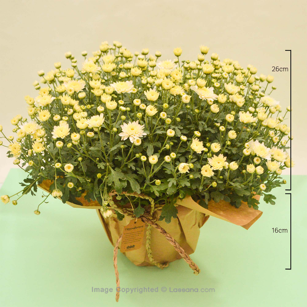 WHITE MULTIFLORA CHRYSANTHEMUM PLANT (24 CM) - Flowering Plants - in Sri Lanka