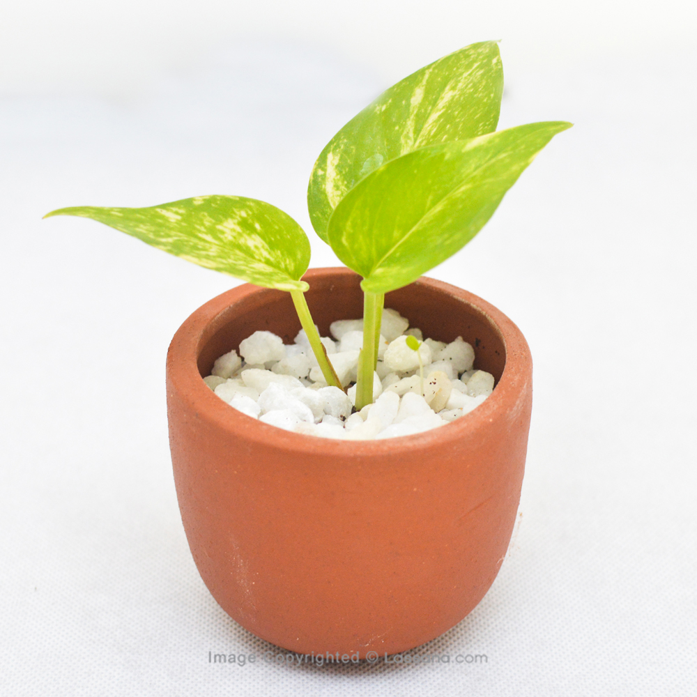 POTHOS POTTED PLANT IN CLAY POT | Lassana.com Online Shop