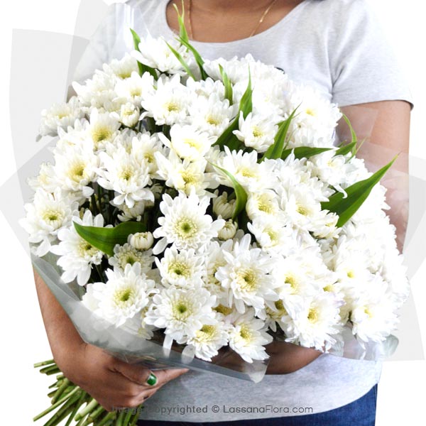 WHITE HAPPINESS - Exotic Chrysanthemums - in Sri Lanka